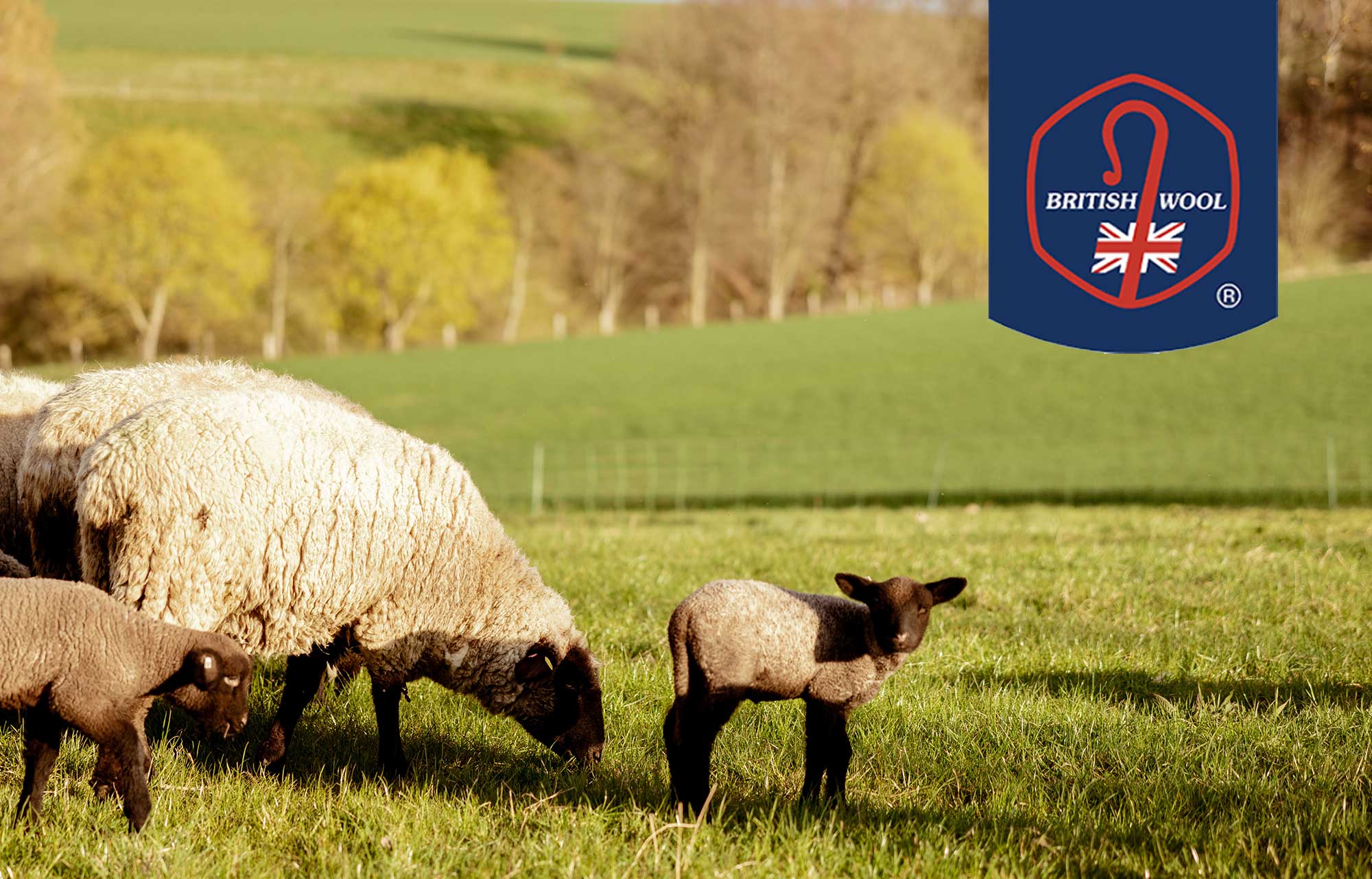 British Wool Article – The Avena Carpets Story